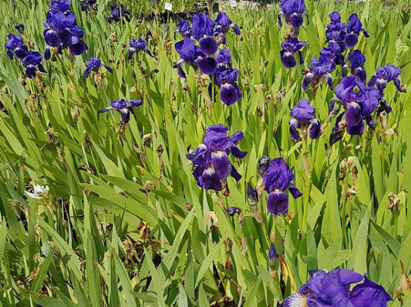 Iris barbata-media "Alfred" - (Hohe Bart-Schwertlilie "Alfred"),